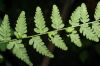 image of Cystopteris bulbifera