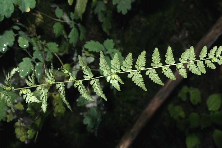 Cystopteridaceae Cystopteris bulbifera