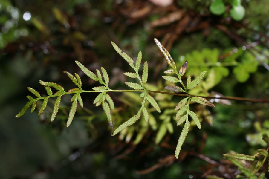 Pteridaceae Cryptogramma stelleri