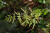 image of Cryptogramma stelleri