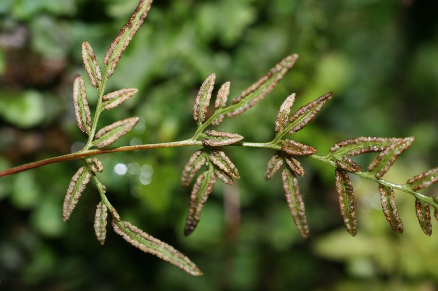 Pteridaceae Cryptogramma stelleri
