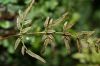 image of Cryptogramma stelleri