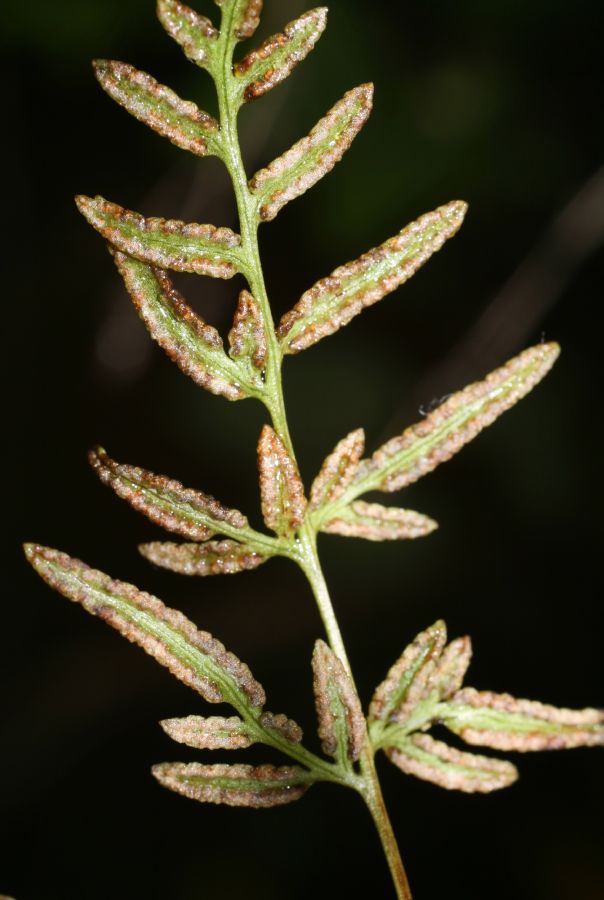 Pteridaceae Cryptogramma stelleri