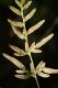 image of Cryptogramma stelleri