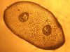 image of Thelypteris palustris