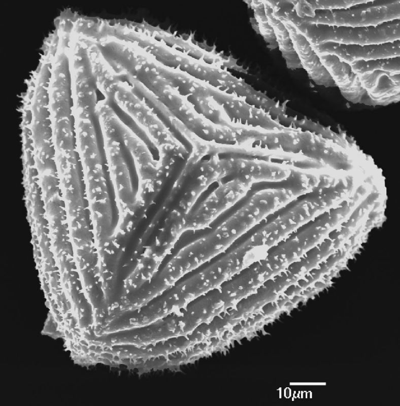 Anemiaceae Anemia bartlettii