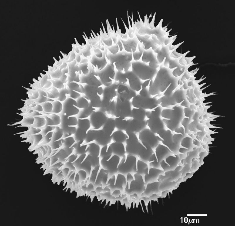 Anemiaceae Anemia lanuginosa