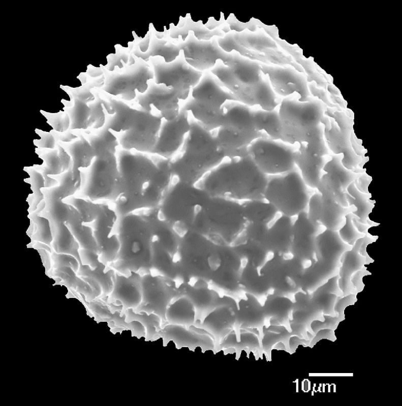 Anemiaceae Anemia lanuginosa