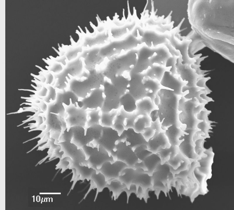 Anemiaceae Anemia lanuginosa