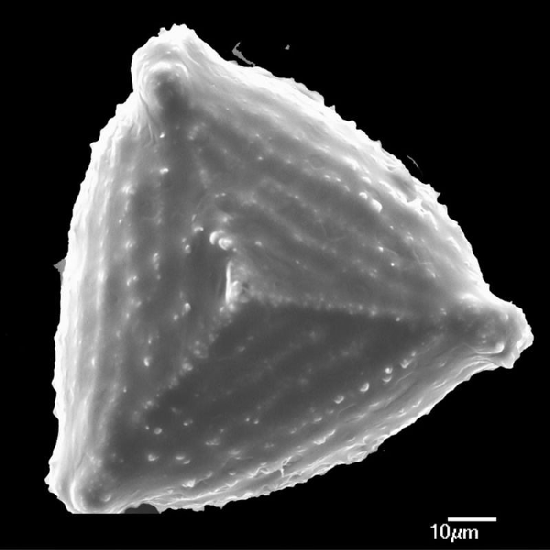 Anemiaceae Anemia imbrecata