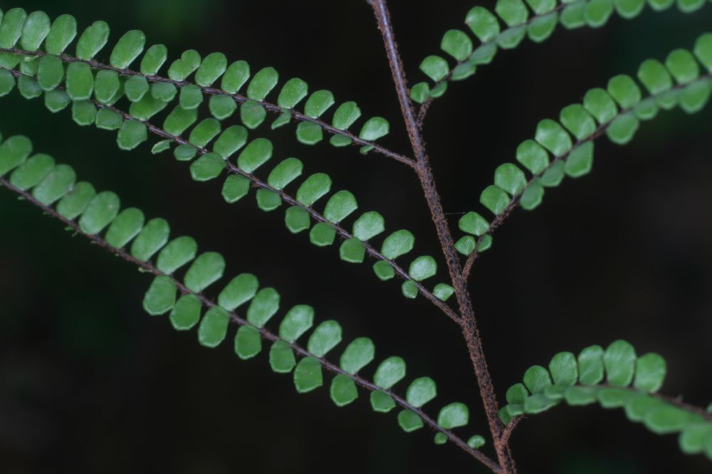 Pteridaceae Adiantum serratodentatum