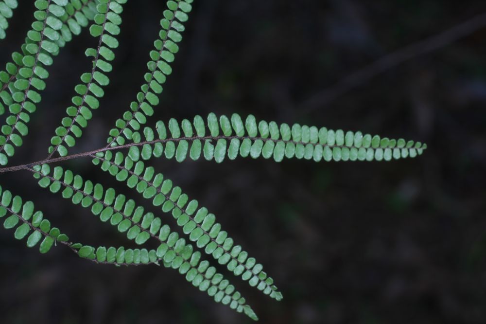 Pteridaceae Adiantum serratodentatum