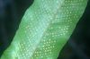 image of Campyloneurum phyllitidis