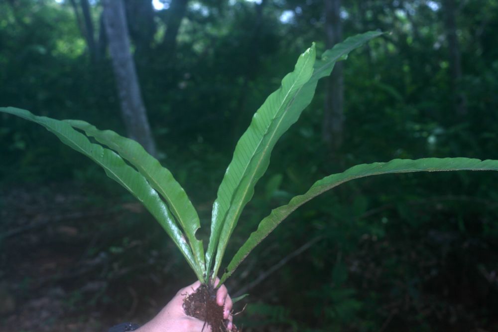 Polypodiaceae Campyloneurum phyllitidis