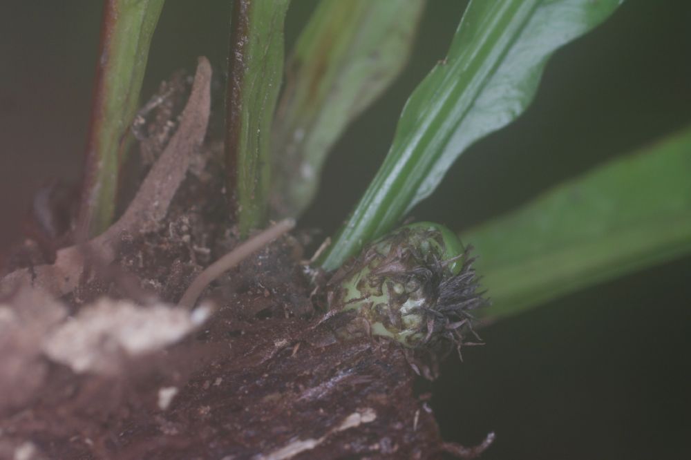 Polypodiaceae Campyloneurum phyllitidis