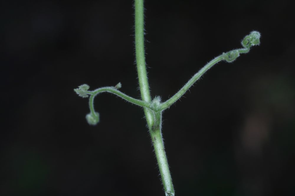 Lygodiaceae Lygodium venustum
