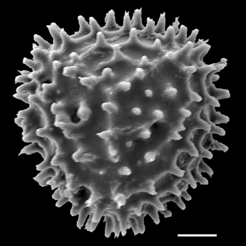 Anemiaceae Anemia gardneri