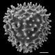 image of Anemia gardneri