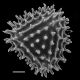 image of Anemia gardneri