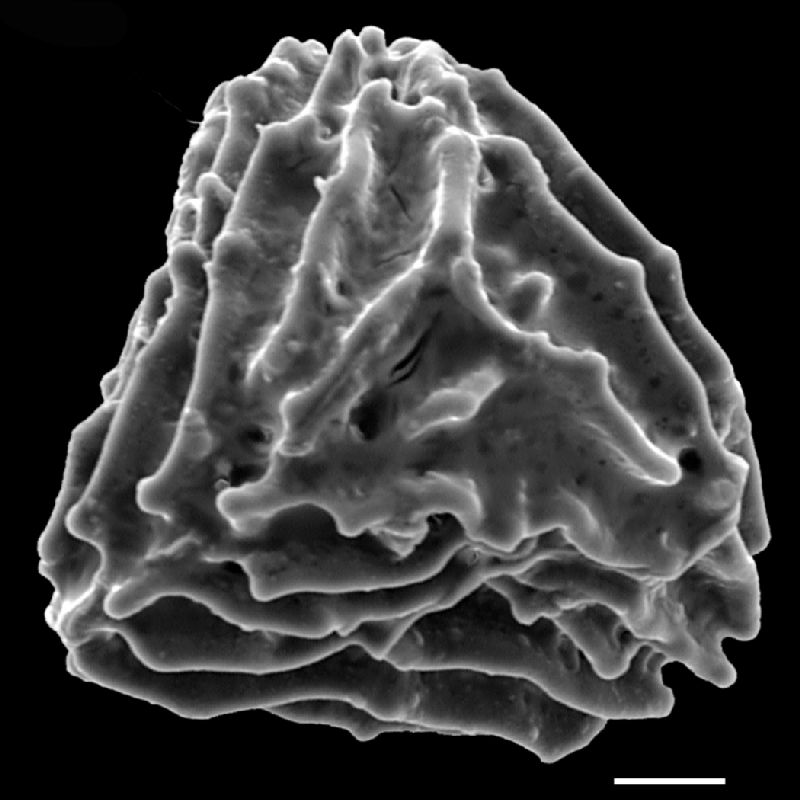 Anemiaceae Anemia gracilis