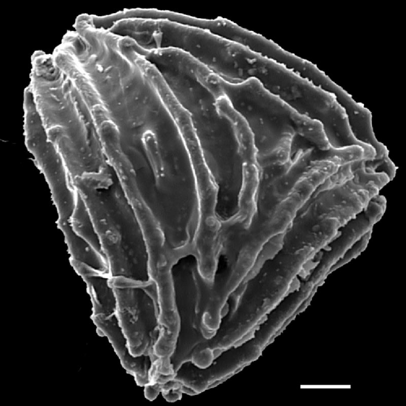 Anemiaceae Anemia gracilis