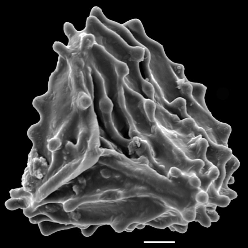 Anemiaceae Anemia hirsuta