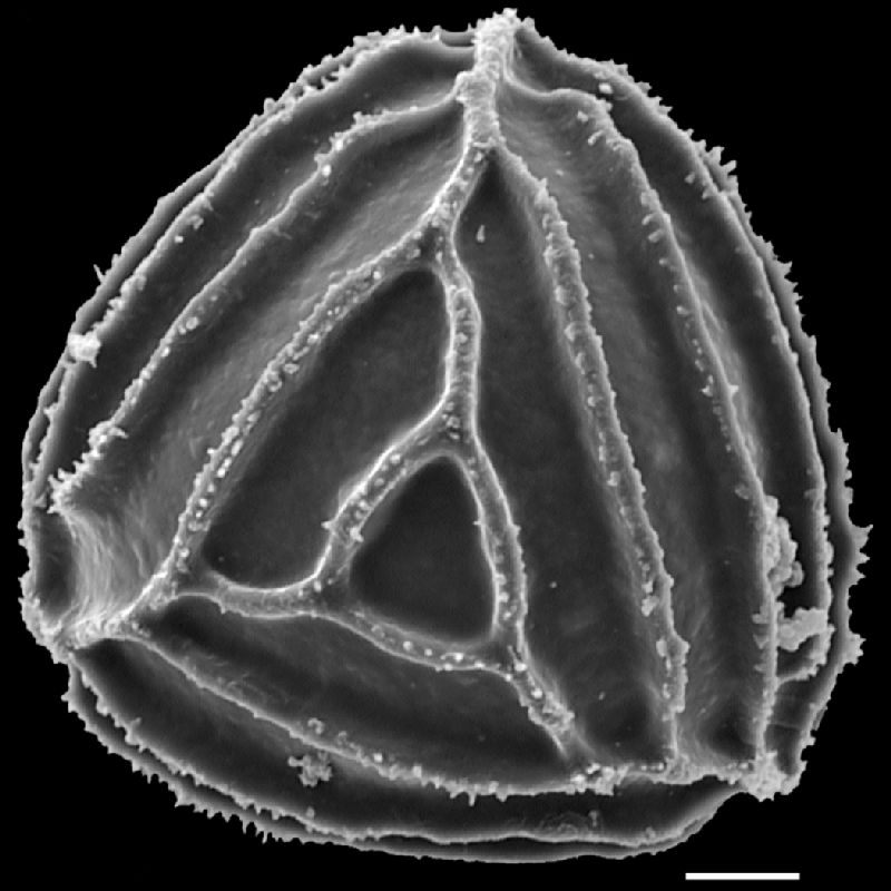 Anemiaceae Anemia hirsuta