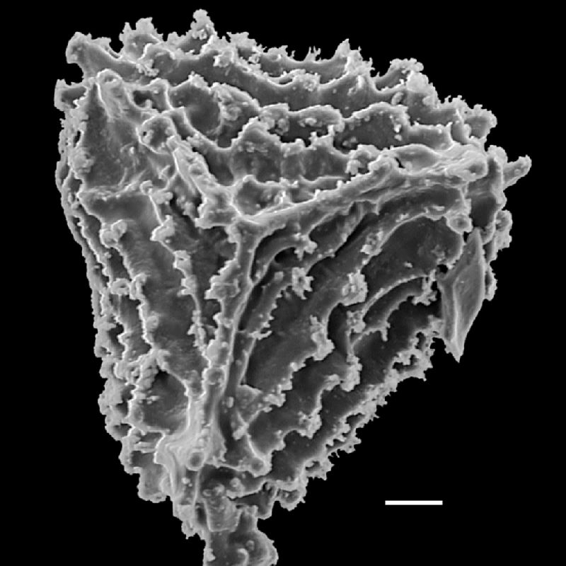 Anemiaceae Anemia hirsuta X pastinacaria