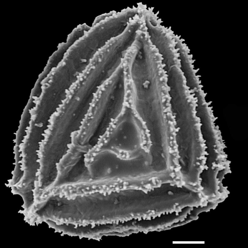 Anemiaceae Anemia hirsuta X sanctae-martae