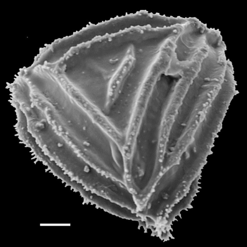 Anemiaceae Anemia hirsuta X sanctae-martae