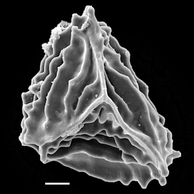 Anemiaceae Anemia laxa