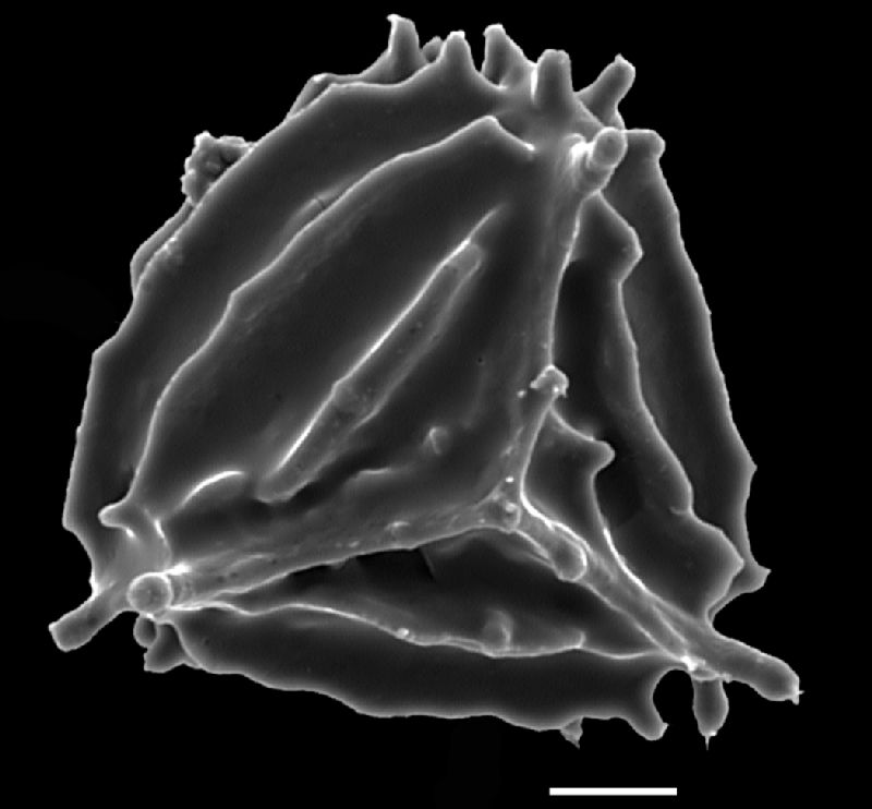 Anemiaceae Anemia luetzelbergii