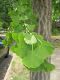 image of Ginkgo biloba