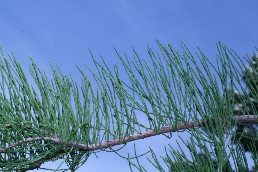 Cupressaceae Taxodium ascendens