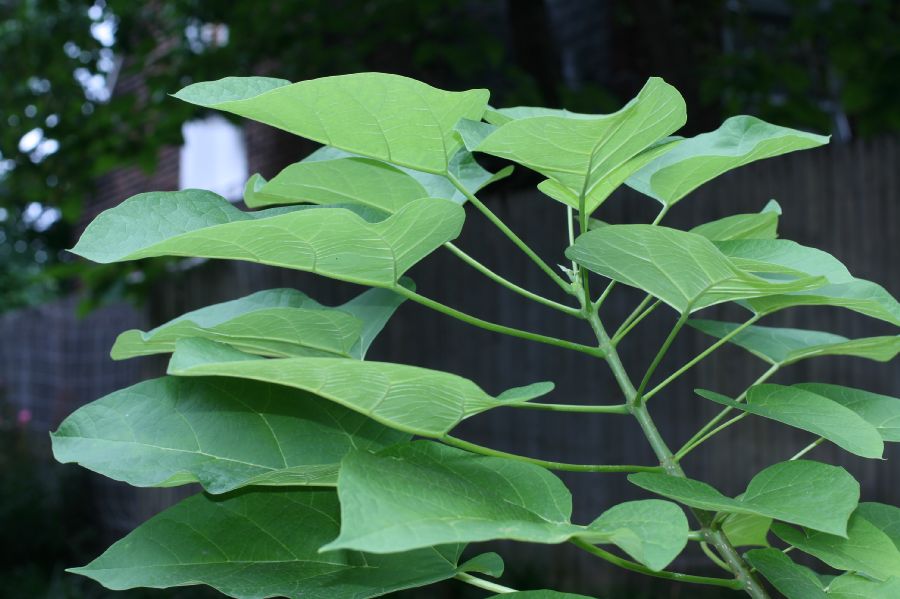 Bignoniaceae Catalpa bignonioides