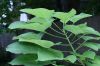 image of Catalpa bignonioides