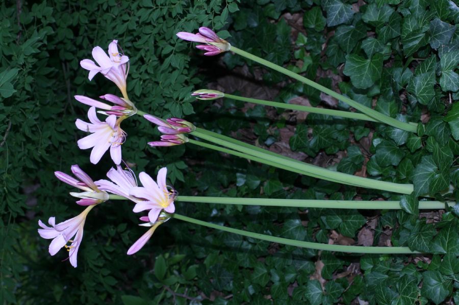Amaryllidaceae Lycoris squamigera
