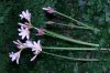 image of Lycoris squamigera