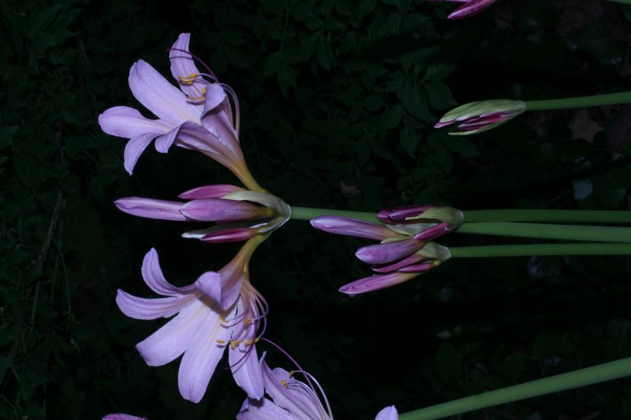 Amaryllidaceae Lycoris squamigera