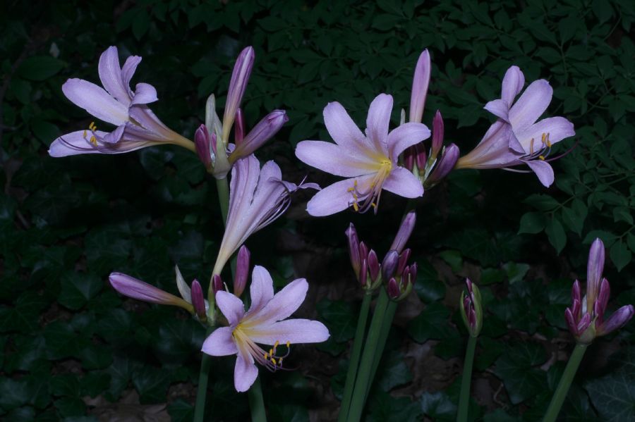 Amaryllidaceae Lycoris squamigera