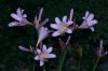 image of Lycoris squamigera