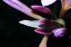 image of Lycoris squamigera
