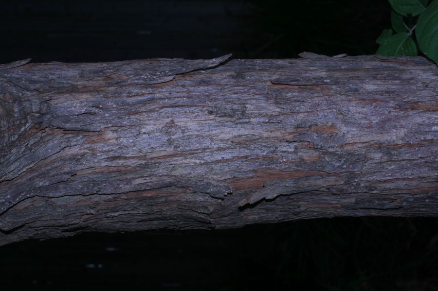 Betulaceae Ostrya caroliniana