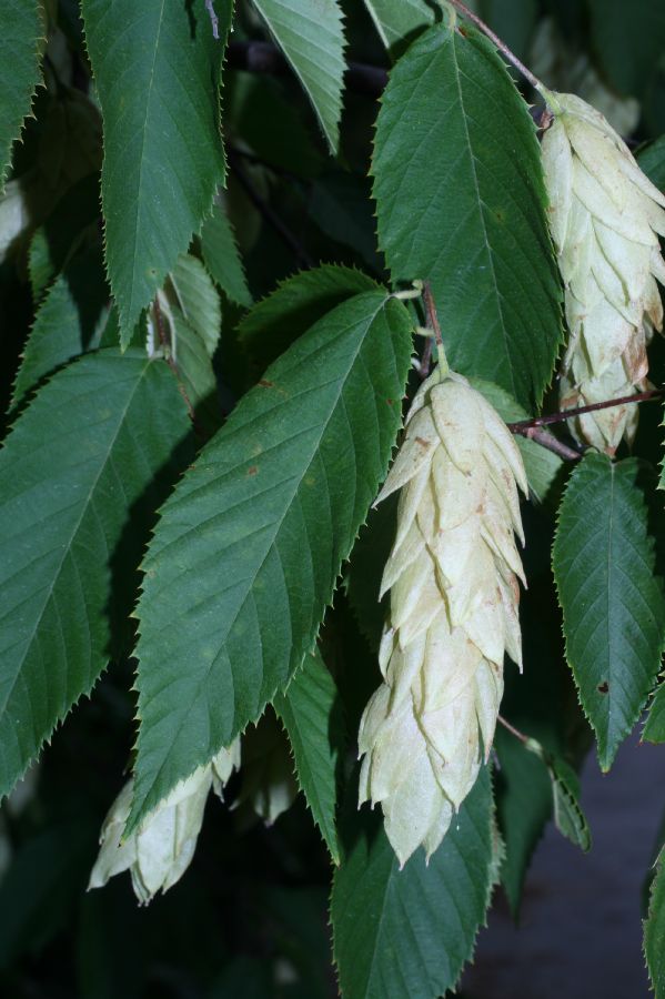 Betulaceae Ostrya caroliniana