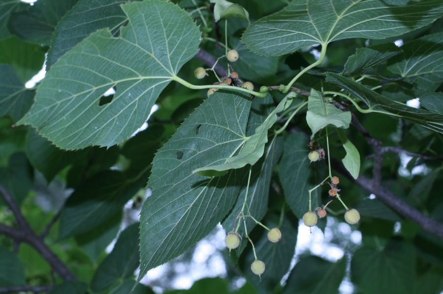 Tiliaceae Tilia americana