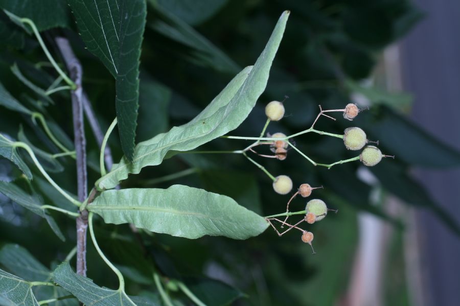 Tiliaceae Tilia americana