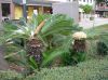 image of Cycas revoluta