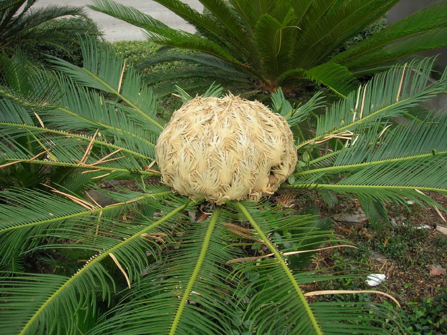 Cycadaceae Cycas revoluta