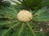 image of Cycas revoluta