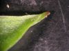 image of Hosta 